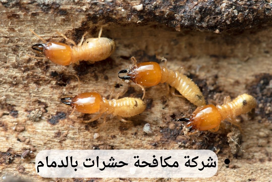 شركة مكافحة النمل الأبيض بالدمام