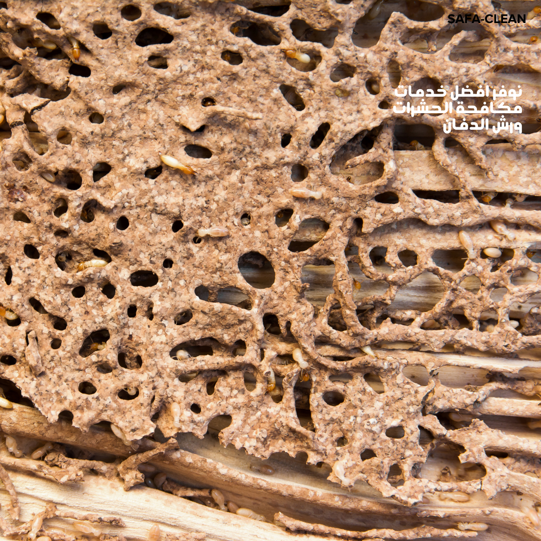 شركة مكافحة النمل الأبيض بالدمام 