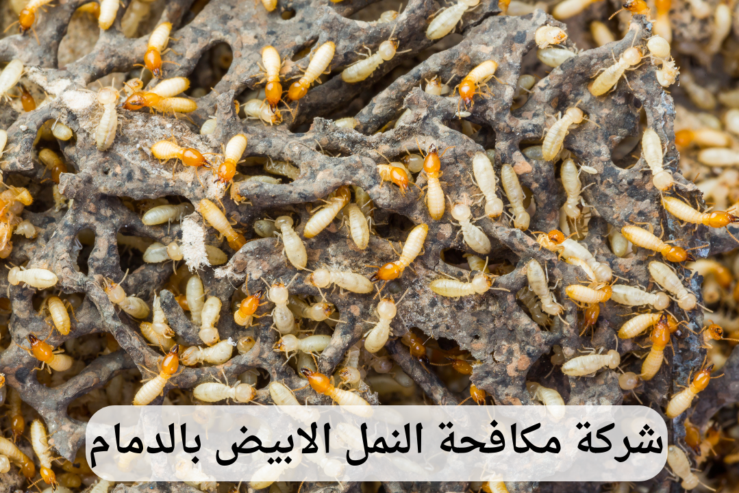 شركة مكافحة النمل الأبيض بالدمام 
