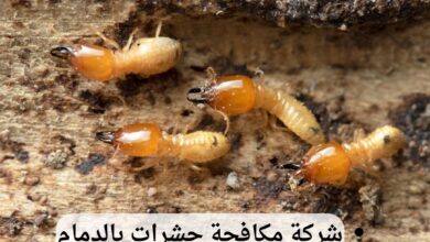 شركة مكافحة النمل الأبيض بالدمام