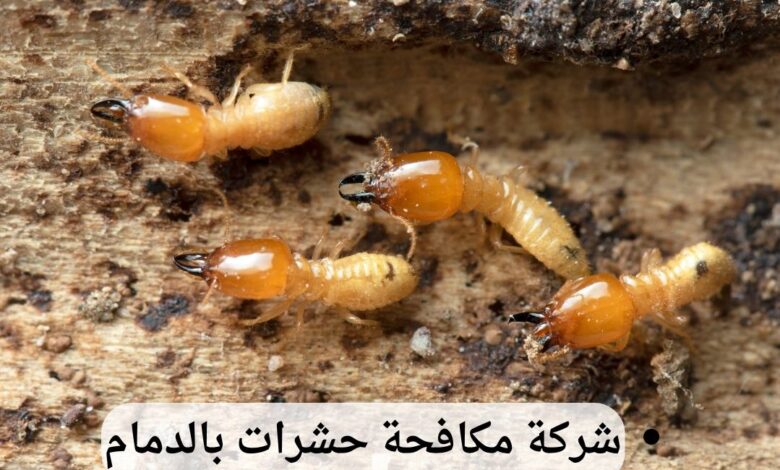 شركة مكافحة النمل الأبيض بالدمام